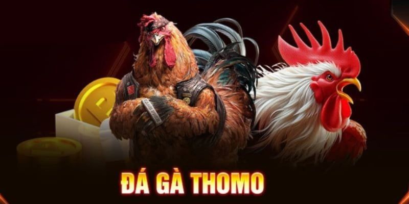 Tổng quan đá gà thomo campuchia